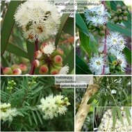 Pokok Herba Kayu Putih gelam herbs plant eucalyptus camaldulensis red river gum pokok kelulut