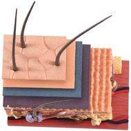 4D Human Skin Model Hair Organs Assembling Puzzle Model Teaching Model Manikin Science Anatomical Mo