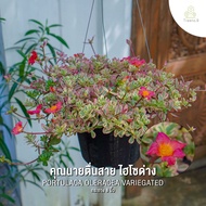 Treeno.9 T187 รวม คุณนายตื่นสาย มี 4 แบบ / กระถางแขวน 8 นิ้ว สูง 20-30 cm. (Portulaca Oleracea) ไม้ป