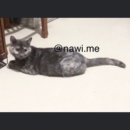 Kucing Indukan Betina Proven British Scottish Shorthair