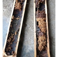 Bibit Lebah Klanceng Trigona Leaviceps Dalam Bambu (Belah)