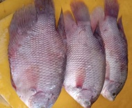 NEW Jual Promo Murah Ikan Gurame 1KG Isi 3