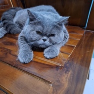 british shorthair kucing