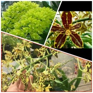 Tiger Orchid.  Orkid harimau. grammatophyllum sp, (munkin grammatophyllum measuresianum). Seedling s
