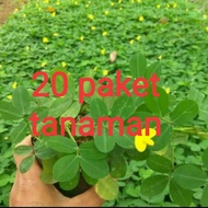 20 paket tanaman hias kacang kacangan / 20 paket tanaman landep