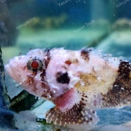 Ikan Kerapu Barongsai Albino Fresh Water (Air Tawar) Bukan Kerapu Emas