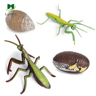 ALANFY Life Cycle Figures Animal Science Grasshopper Realistic Early Educational Kids Cognitive Biology Cycle Mantis Figurine
