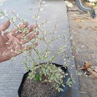 VARIEGATED AFRICAN TALISAY PLANT
