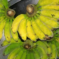 pisang raja bulu 1sisir
