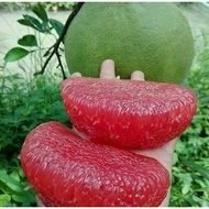 LIMAU BALI ISI MERAH REAL LIVE PLANT