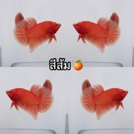 ปลากัดสีส้ม เลี้ยงแล้วดี ร่ำรวยๆ ปลากัดสีส้มเกรด A+ รับทรูวอลเลท