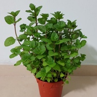 [TO KLANG VALLEY ONLY] Pudina Eau de Cologne / Eau de Cologne Mint (Mentha citrata) - Pokok Hidup / 