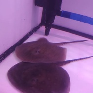 ikan pari air tawar motoro