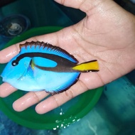 Ikan Hias Laut Dori Letter Six L Jelisootop