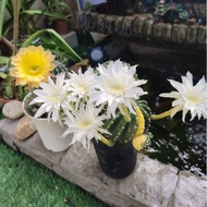 Echinopsis variegated / Flowering cactus / real plant / cactus