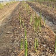 asparagus seed/anak pokok asparagus/asparagus fern/asparagus setaceus/ Asparagus fresh vegetable head and tender Asparag