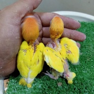 TERLARIS ANAKAN/LOLOHAN BURUNG LOVEBIRD/LB/LAKBET LUTINO MM JINAK