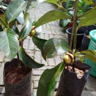 pokok manggis rendah/petai jambu madu/jambu madu hijau/jambu Lohan)pokok Sacha inchi. jambu loceng