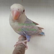 Burung Lovebird Biola PF Violet