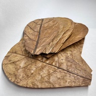 Premium Grade A Catappa Leaves - 10 leaves in a pack (Aquatic Botanicals) (leaf litter)