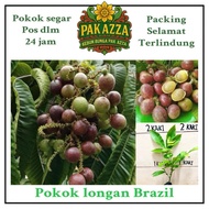 AZZA Pokok Longan Brazil hybrid Matoa Longan 3 Rasa Cepat Berbuah Berkualiti Tinggi Sihat Sesuai Keb