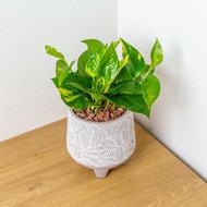 黃金葛  小樹葉紋 水泥盆栽 桌上盆栽 開幕送禮 喬遷禮物