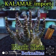 READY KALAMAE | ARABICUM IMPORT | BLACK SKIN | ADENIUM IMPORT | BONSAI