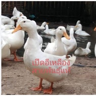 5 Eliang Duck Eggs Original Breed