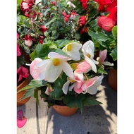 Begonia Florencio ( White). Can grow up to 14cm in pot. Free fertilizer and soil. Door step delivery