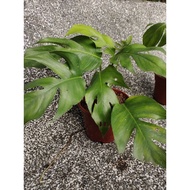 Monstera Deliciosa real plant 20cm