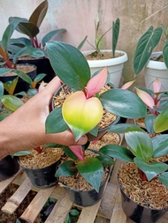 tanaman philo pink congo