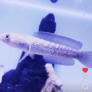 channa stewartii karbi anglong 5-6cm sortiran terbaik
