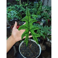 Alocasia Jacklyn remaja (alocasia tandu rusa)