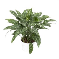 Aglaonema Maria Plant - Fresh Gardening Indoor Plant Outdoor Plants for Home Garden