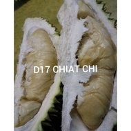 ANAK  POKOK DURIAN D17 CHIAT CHI