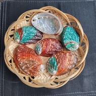 Abalone shells - Decorative seashells, food plates for snails, sage plates