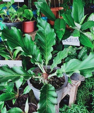 Anthurium plowmanii (Wave Of Love) with FREE fertilizer