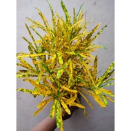 Croton Plant / Pokok Puding KUNING JEJARI HALUS ( dipanggil pokok puding serbuk ) pokok dalam polybag