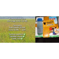 Pyzero clincher 100 ML sambau miang gandum colok cina