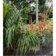 Grammatophyllum Speciosum