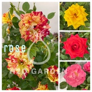 H2O - Rose 玫瑰 Live Plant Flower Plant