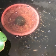 Larva Koi Atau Bibit Ikan Koi Showa Per 100 Ekor