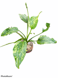 MELATI AIR VARIGATA JUMBO. TANAMAN HIAS. TANAMAN AIR. ENCHINODORUS MARBLE QUEEN