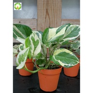 INDOOR PLANT - Money Plant - Epipremnum Aureum Pearls and Jade/Njoy  白金葛  for HOME/OFFICE decoration