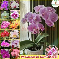 [100% Original Seed] Mixed Phalaenopsis Orchid Live Plant Seeds for Planting Flowers (50 Seeds/pack) Potted Flower