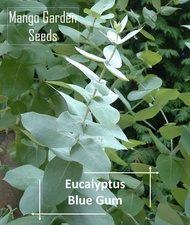 Blue Gum Eucalyptus Seeds - 4 Seed *Pot Friendly* Tanam Pasu, Globulus 尤加利叶种子, 桉树 - Mango Garden Seeds