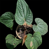 anthurium sirih daun besar jumbo