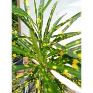 [LIVE PLANT] Anak Pokok Puding Croton Daun Tirus Hijau Kuning