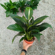 90s Greenovation Live Plant Spathiphyllum Peace Lily 白掌 P150
