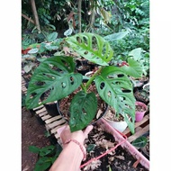 NEW PRODUK TANAMAN HIAS MONSTERA ACUMINATA